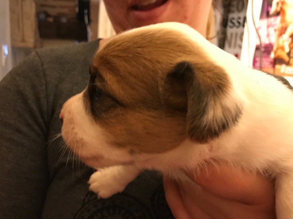 Cheeky Monkeys - Jack Russell Terrier - Portée née le 23/03/2019